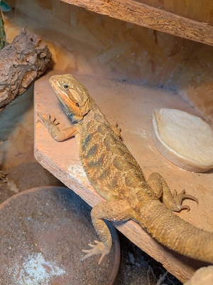1.0 Pogona Vitticeps Bartagame DNZ 09 2025
