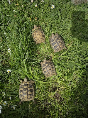 Griechische Landschildkröten NZ 21 22 incl. Cites