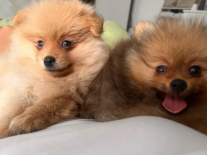 pomeranian zwergspitz welpen  jungs