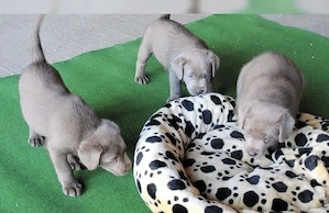 Silber Labrador Welpen Silber  Bild 4