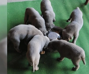 Silber Labrador Welpen Silber  Bild 2