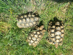 5-6 jährige Pantherschildkröten aus Eigenzucht zu verkaufen