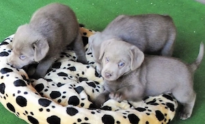 Silber Labrador Welpen Silber  Bild 3