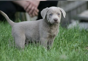 Silber Labrador Welpen Silber  Bild 5