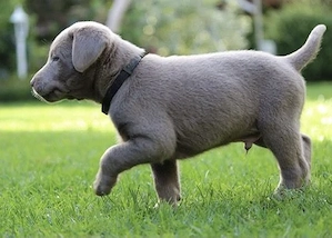 Silber Labrador Welpen Silber  Bild 7