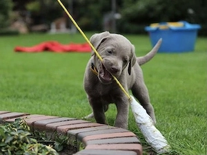 Silber Labrador Welpen Silber  Bild 8