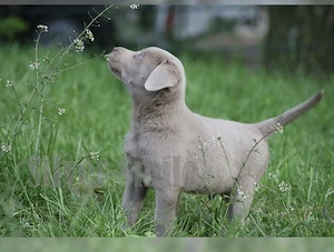 Silber Labrador Welpen Silber  Bild 6
