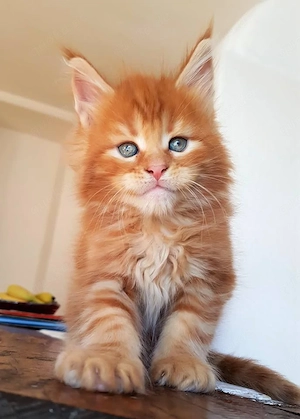 Rote Maine-Coon-Kätzchen