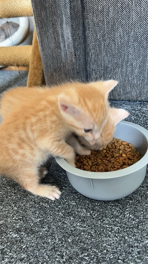 Katze mit 2 Kitten (m) sucht liebevolles Zuhause Bild 10