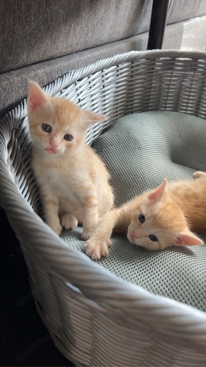 Katze mit 2 Kitten (m) sucht liebevolles Zuhause Bild 2