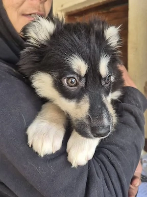 Welpenhündin Freggle schleicht sich schnell in DEIN Herz