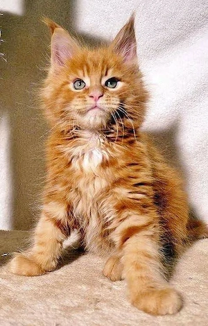 Gut aufgezogene Maine-Coon-Kätzchen