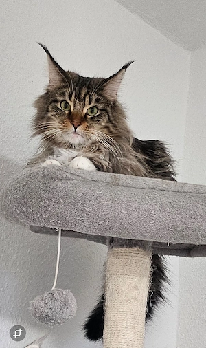 Deckkater Maine Coon 