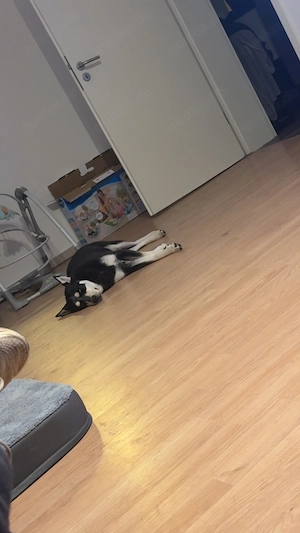 Husky Dobermann Mix super Freundlich 