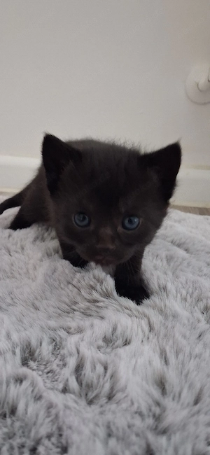 Babykatze Weibchen 