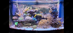 Meerwasseraquarium 180 Liter abzugeben, Korallen, Fische und Technik, Juwel, Salzwasser, Meerw