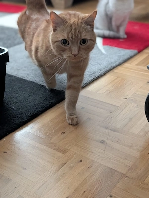 Senior BKH mix  Kater sucht zuhause 