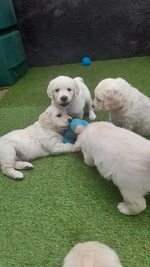 Golden retriever welpen 