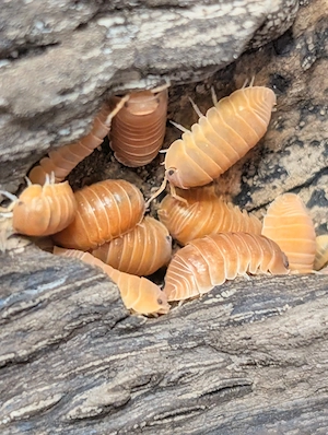 Zierasseln Asseln Cubaris murina mandarin 