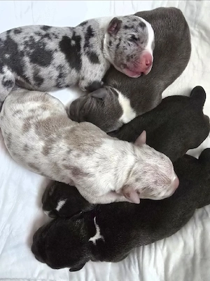 American Bully Welpen ABKC registriert | Top Abstammung