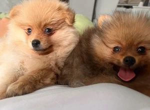 pomeranian zwergspitz welpen jungs