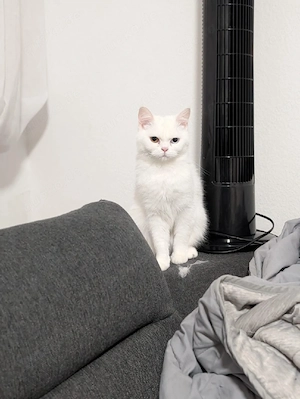 BKH schneeweiß Geschwister 