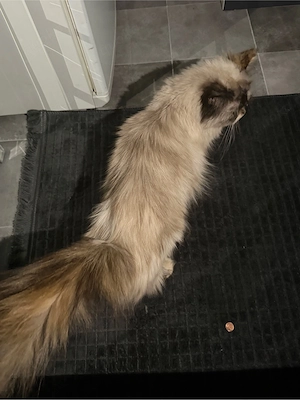 ragdoll katze weiblich