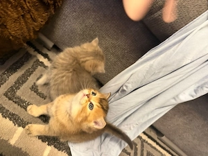 2 süße kitten zu verkaufen