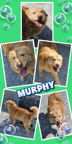 sehr lieber, wunderschöner, offener, verträglicher Rüde "Murphy" sucht ein neues Zuhause