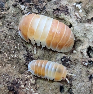 Zierasseln Asseln Cubaris sp Panda King orange 