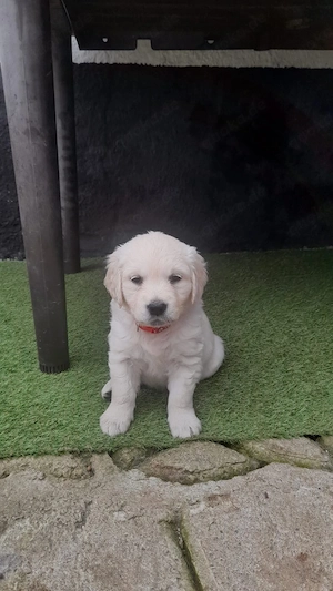 Golden retriever welpen 