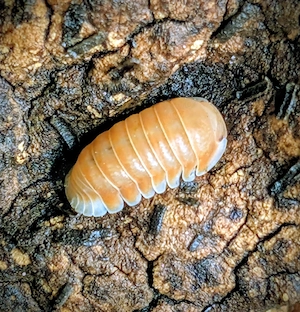 Asseln Zierasseln Cubaris sp Panda King citrus 