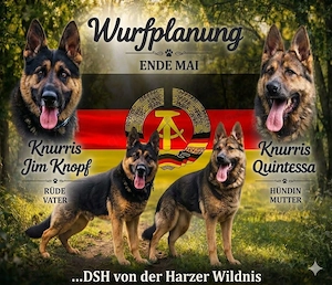 Verkaufe DSH Welpen(99,9%DDRBlut)