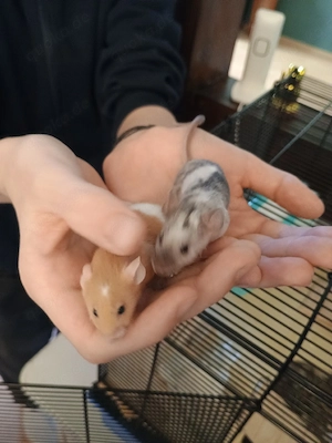 2 Farbmausweibchen inkl. Gehege