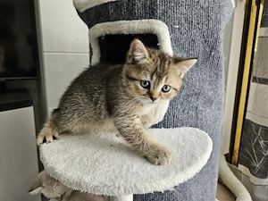 Wunderschönen BKH Kitten , noch 1 Junge frei. 