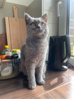 Britisch kurzhaar kitten 