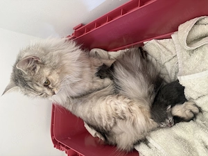 2 Ragdoll Kitten zur Adoption   Reinrassig (ohne Papiere)