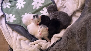 3 Maine Coon Kitten zur Adoption   Reinrassig (ohne Papiere)