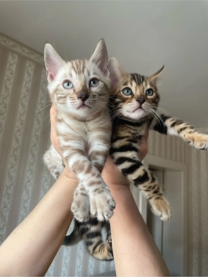 Bengal Kitten 