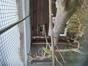 Mohrenkopfpapageien abzugeben