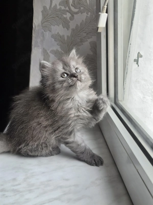 Wunderschöne Kätzchen suchen ein liebevolles und warmes Zuhause   