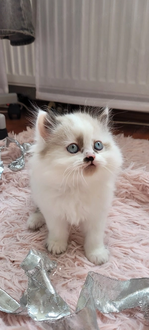 Wunderschöner Ragdoll-Kater sucht ein liebevolles Zuhause   