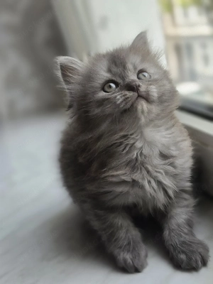 Wunderschöne Kätzchen suchen ein liebevolles und warmes Zuhause   