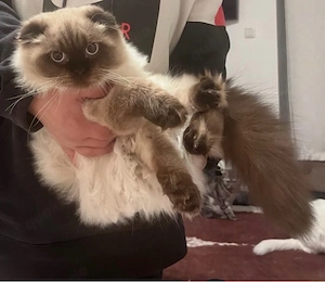 verkauft wird der süsse blh mix