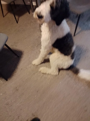 Labradoodle zu verkaufen