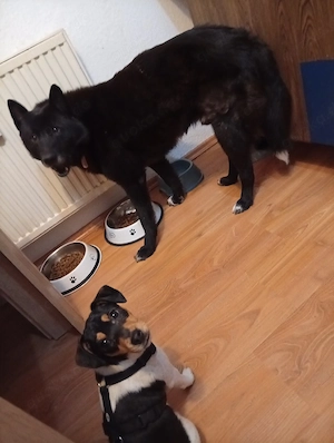 Europäisch Laika Rüde 