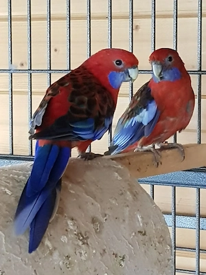 Penanntsittiche 9 (m.) und 6 (w.) an liebevolle Hände abzugeben 