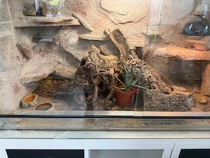 Terrarium Leopardgecko zu verschenken