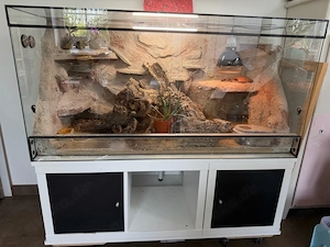 Terrarium Leopardgecko zu verschenken
