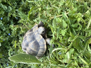 Maurische Landschildkröte von Juli 2018